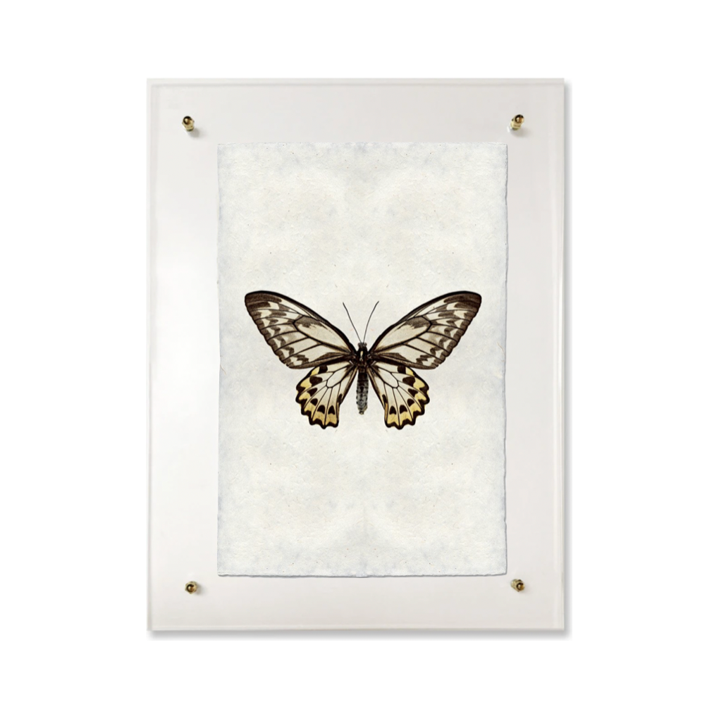 Butterfly #12