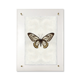 Butterfly #12