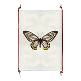 Butterfly #12