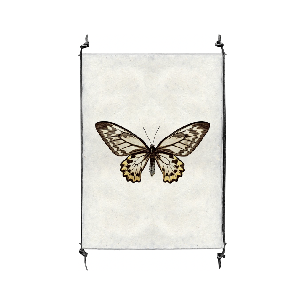Butterfly #12
