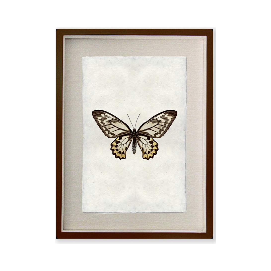 Butterfly #12