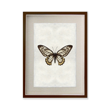 Butterfly #12