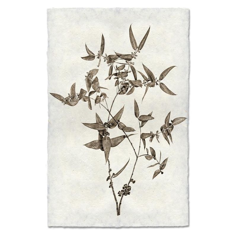 Eucalyptus #3