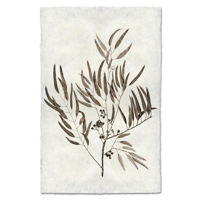 Eucalyptus #4