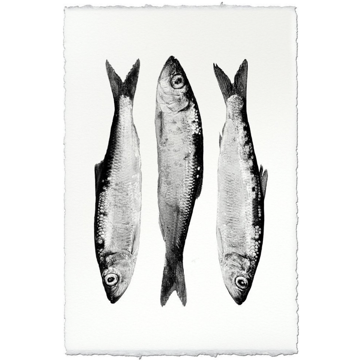 Three Herring