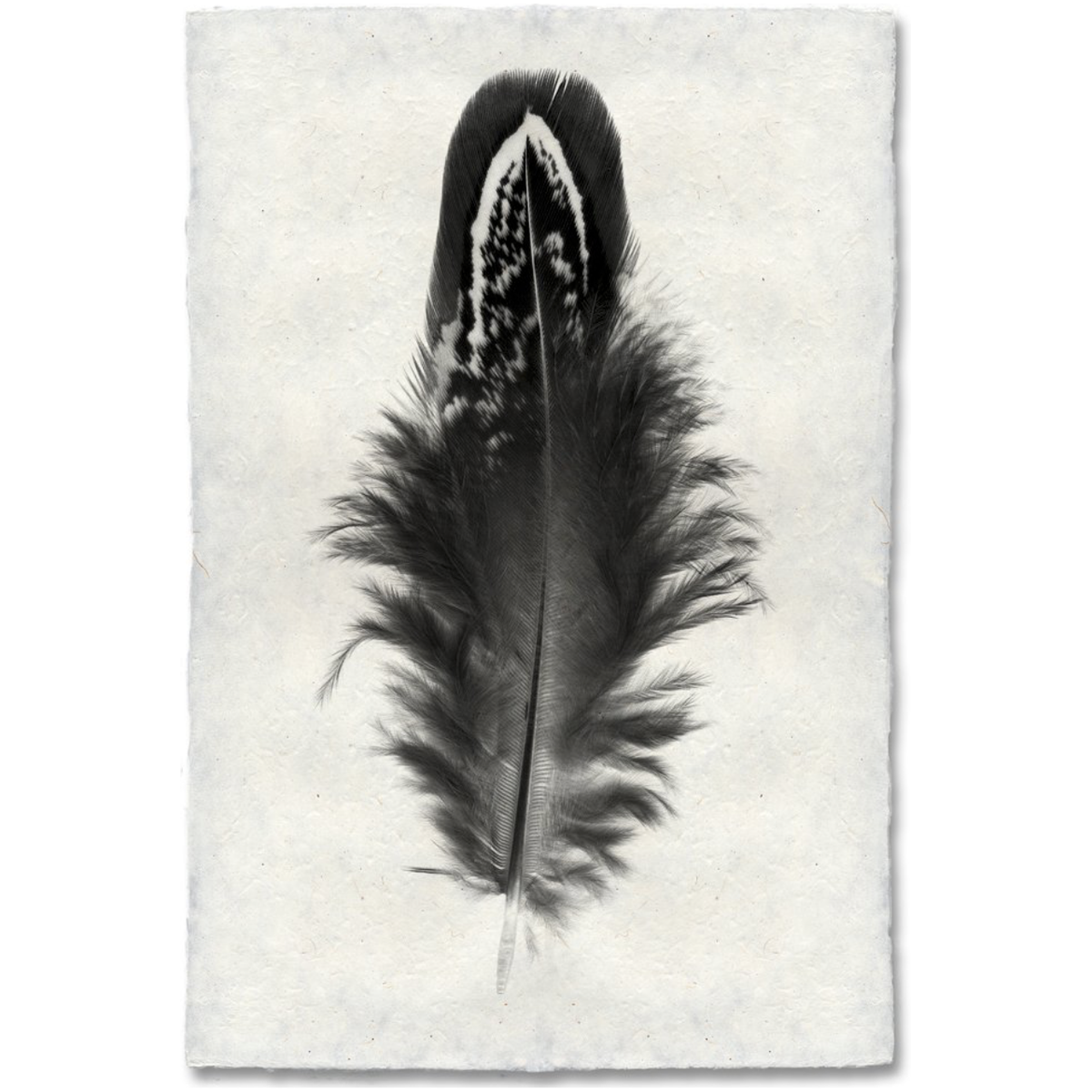 Feather Study #3