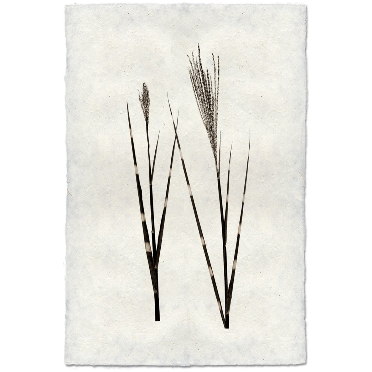 Grass Form