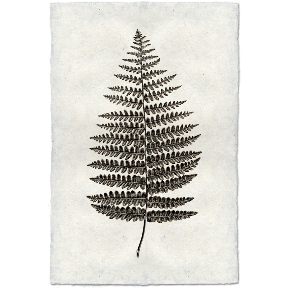 Fern #1