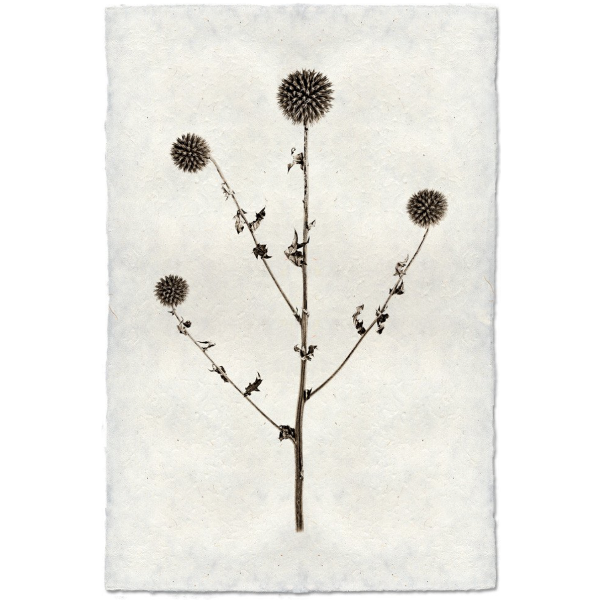 Globe Thistle
