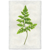 Fern #6 - Amethyst Home
