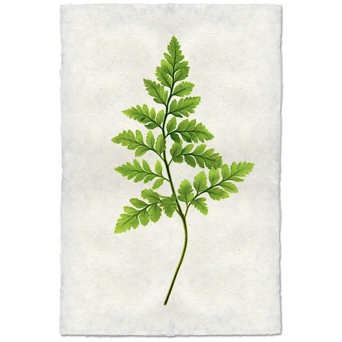 Fern #6