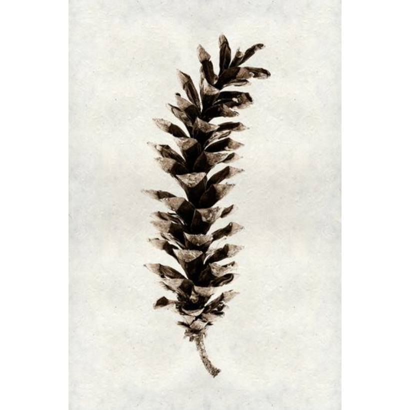 Eastern White Pine
