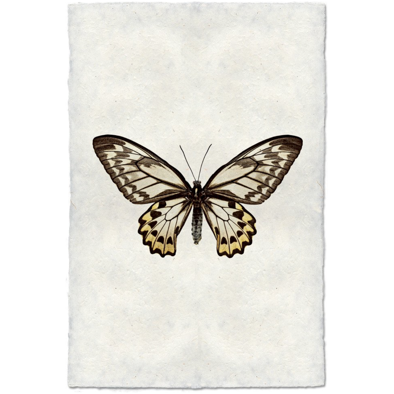 Butterfly #12 - Amethyst Home