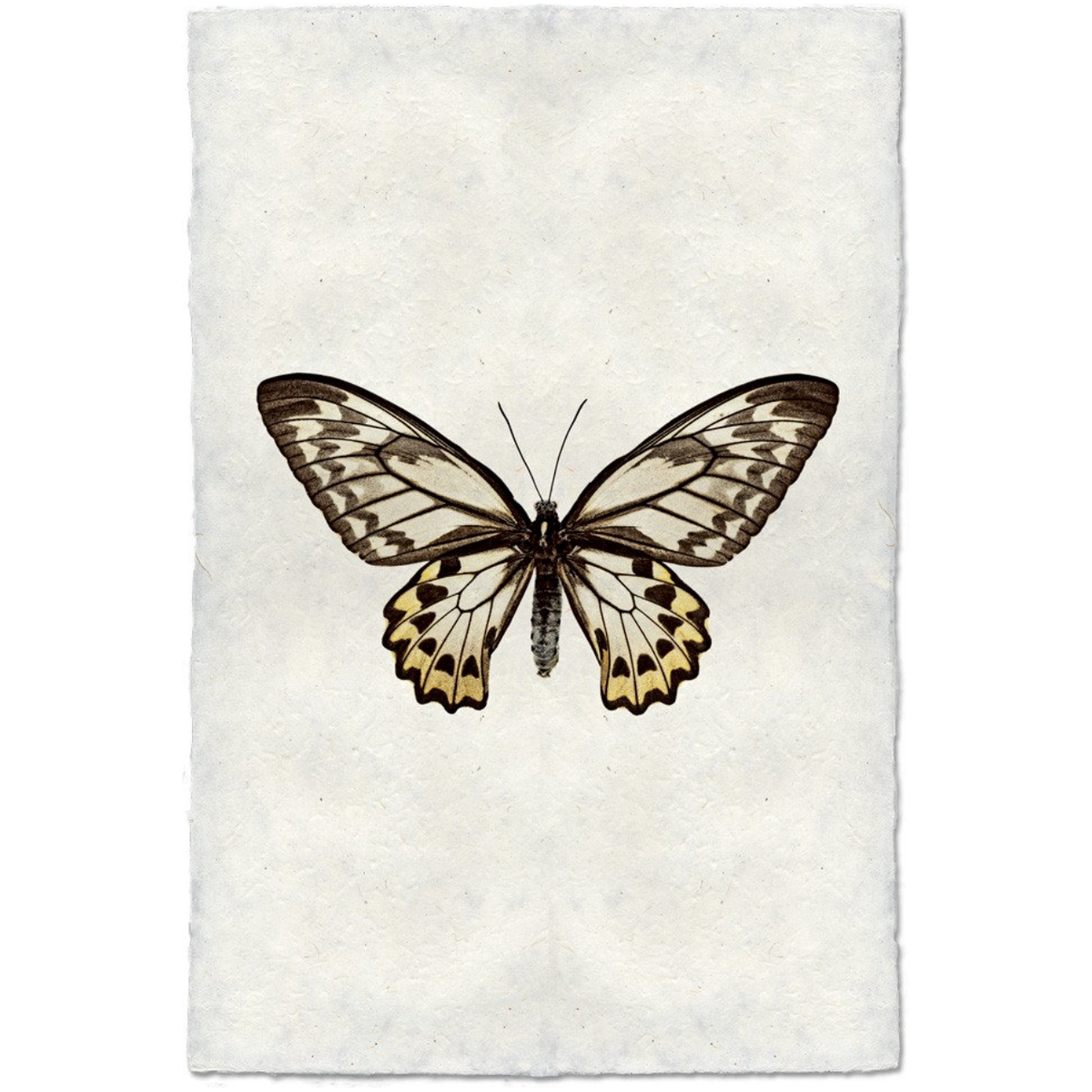 Butterfly #12