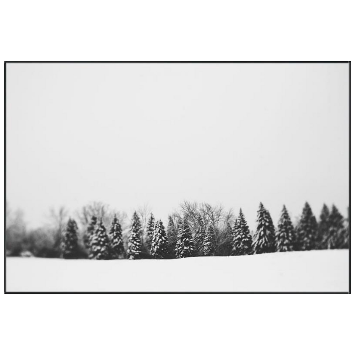 Pine Line Art