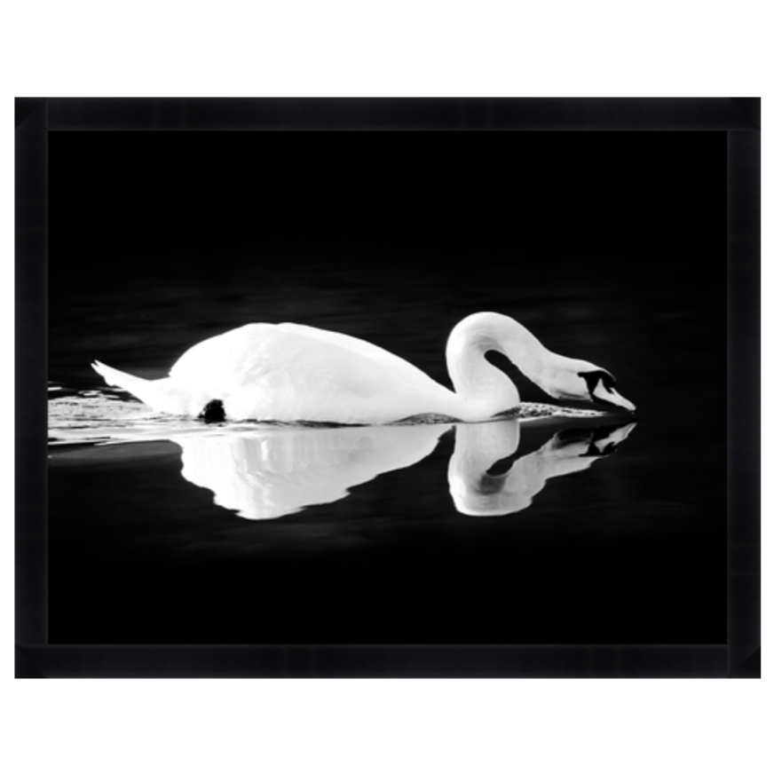 Gliding Swan Black Framed Art